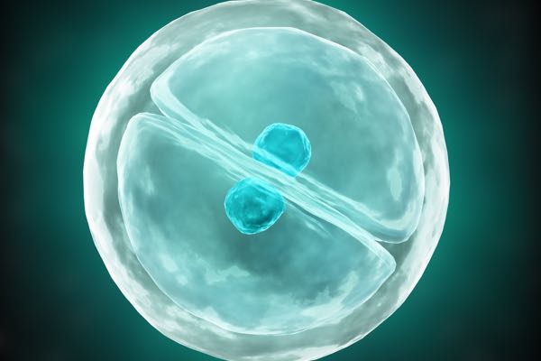 rheumjc3-cell