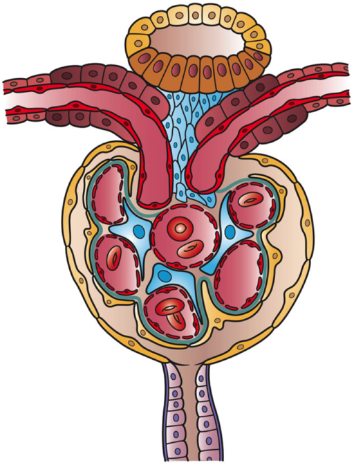 #RheumJC joining #NephJC to look at the PRECISION Trial | #RheumJC